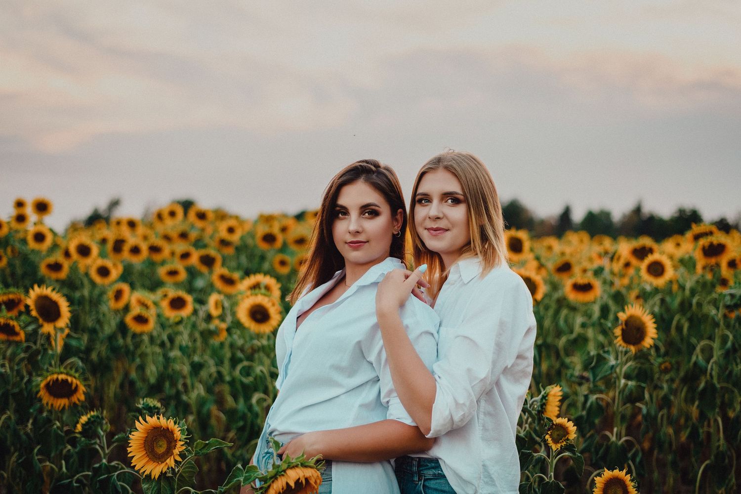 Beautiful sunflower field backdrop with golden light at sunset.