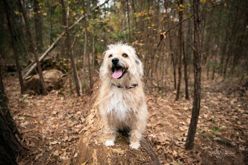 A happy fluffy white dog with tongue out stands on fallen leaves in an autumn forest.