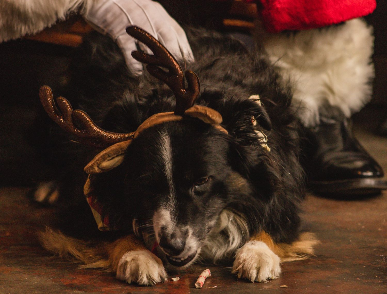 Pet Christmas photography