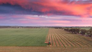 Aerial view of farm machinery working in striped agricultural field under pink clouds.