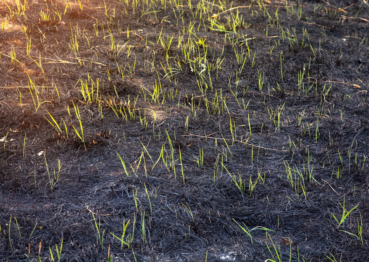 Young green sprouts emerging from charred black soil after a wildfire.