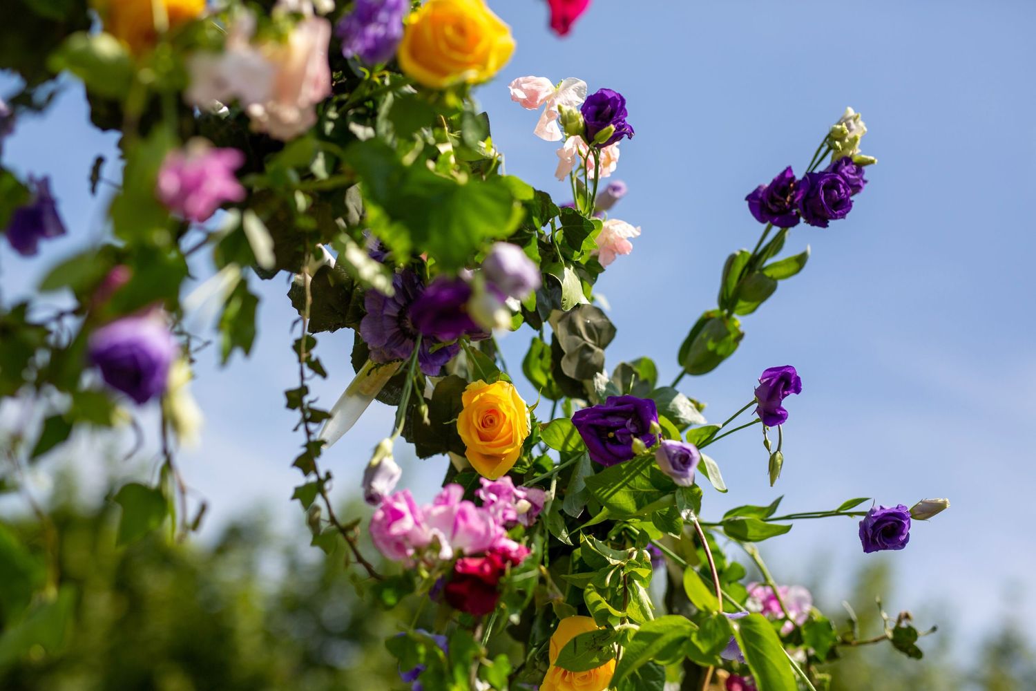 Colorful garden flowers including yellow ranunculus and purple blooms against a blue sky background.