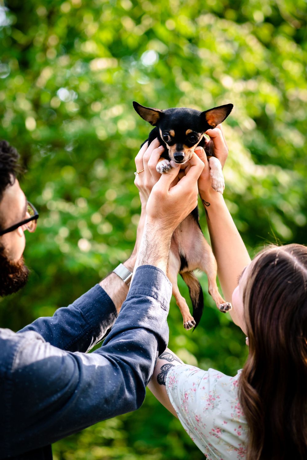 A small black Chihuahua puppy being lifted up by hands against a blurred green nature background.