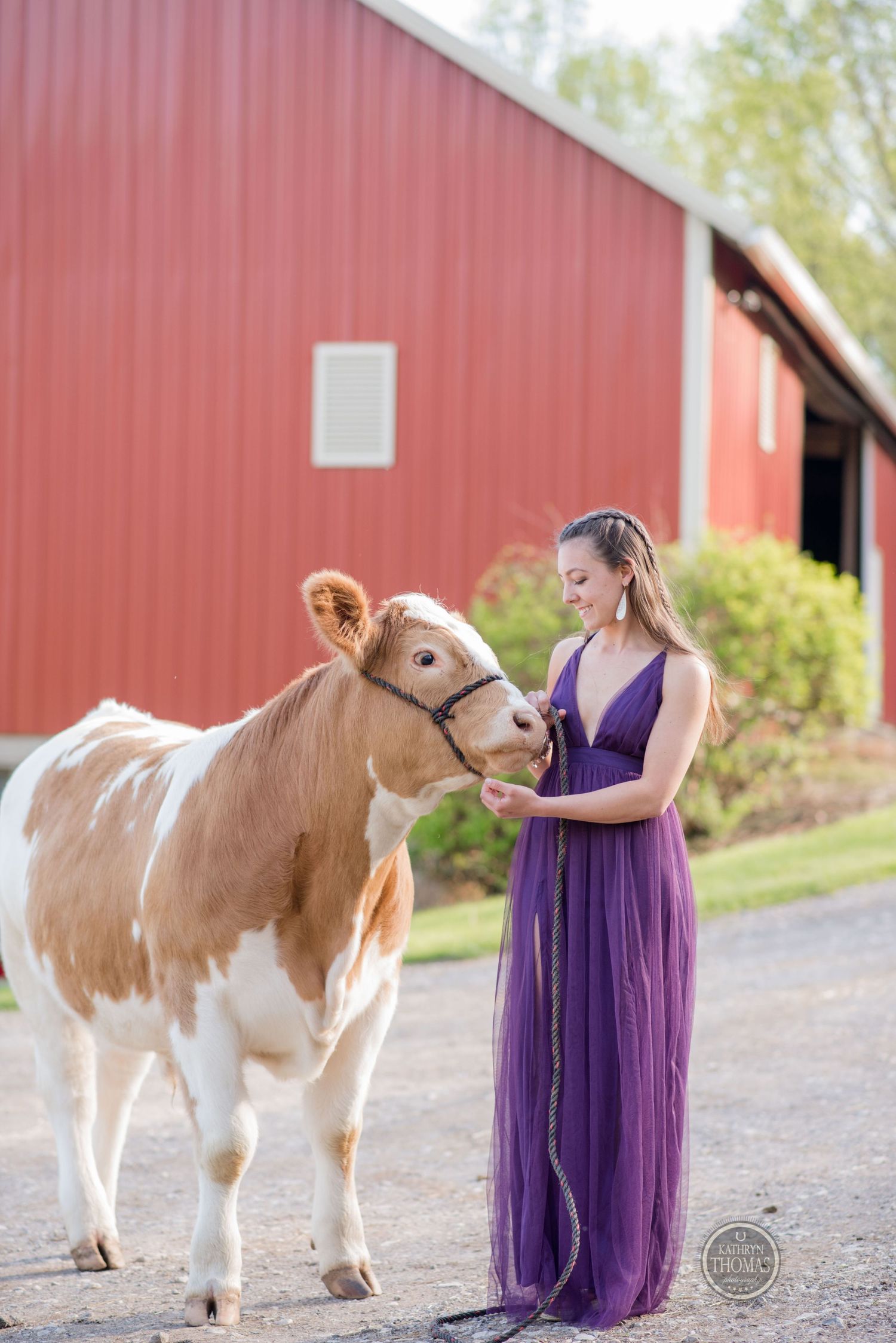 A brown and white cow nuzzles close to someone wearing a purple gown in front of a red barn.