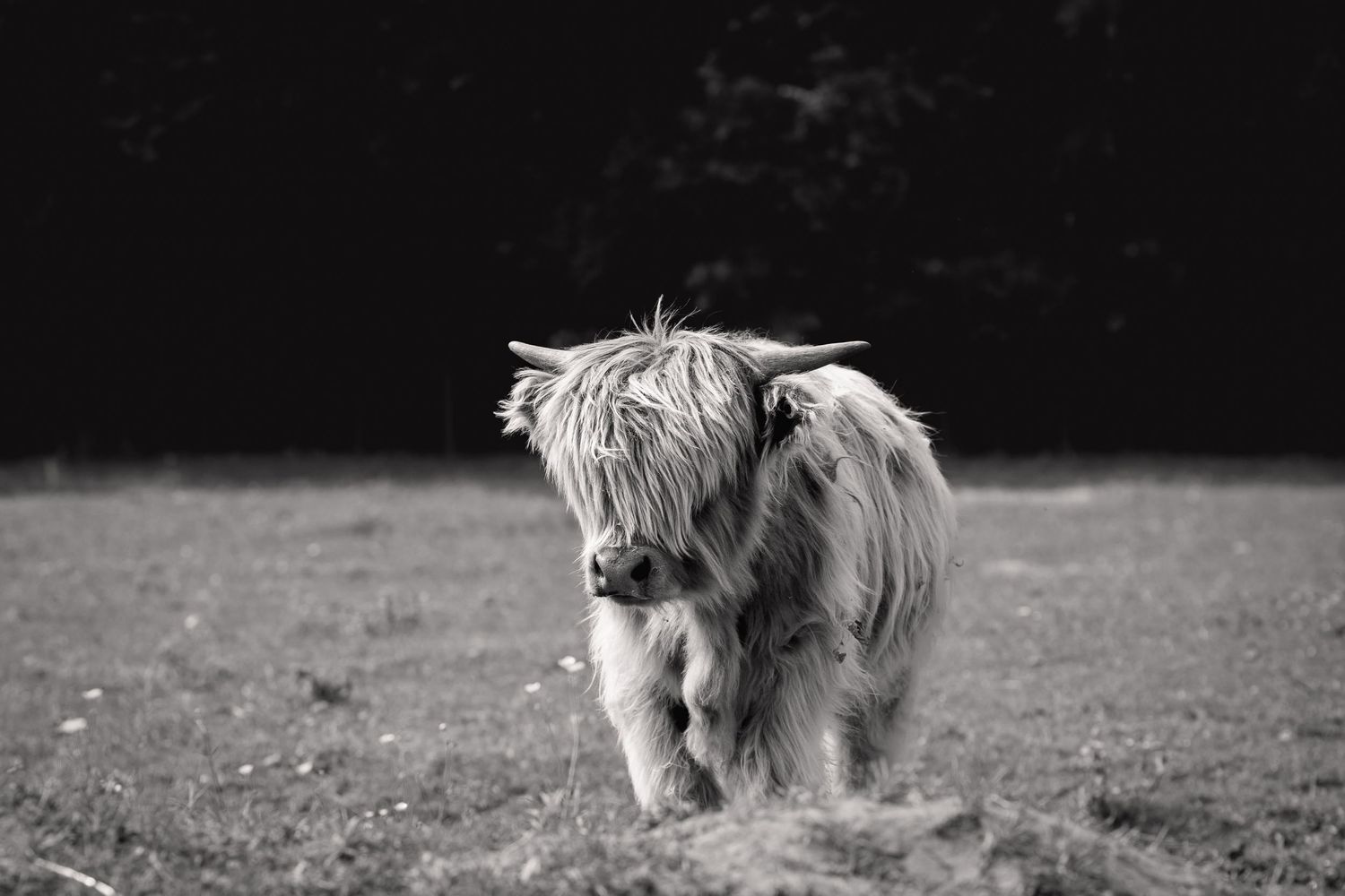 Black and white photo of a shaggy Highland cow standing in a field.