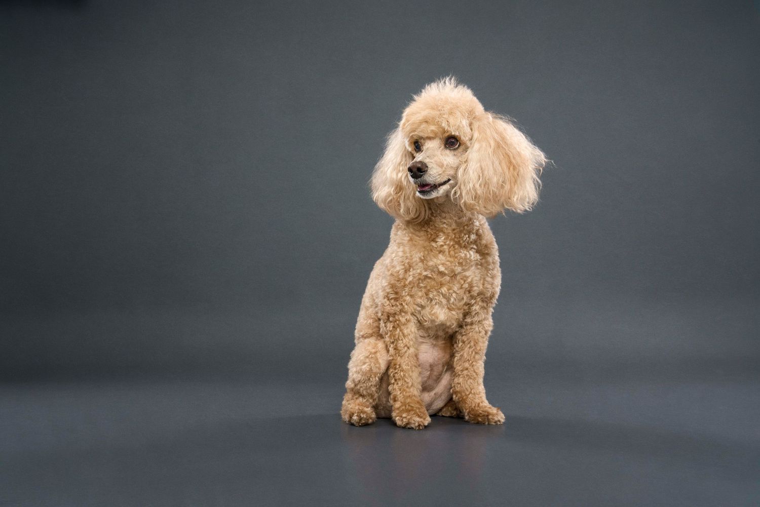 Toronto pet photographer