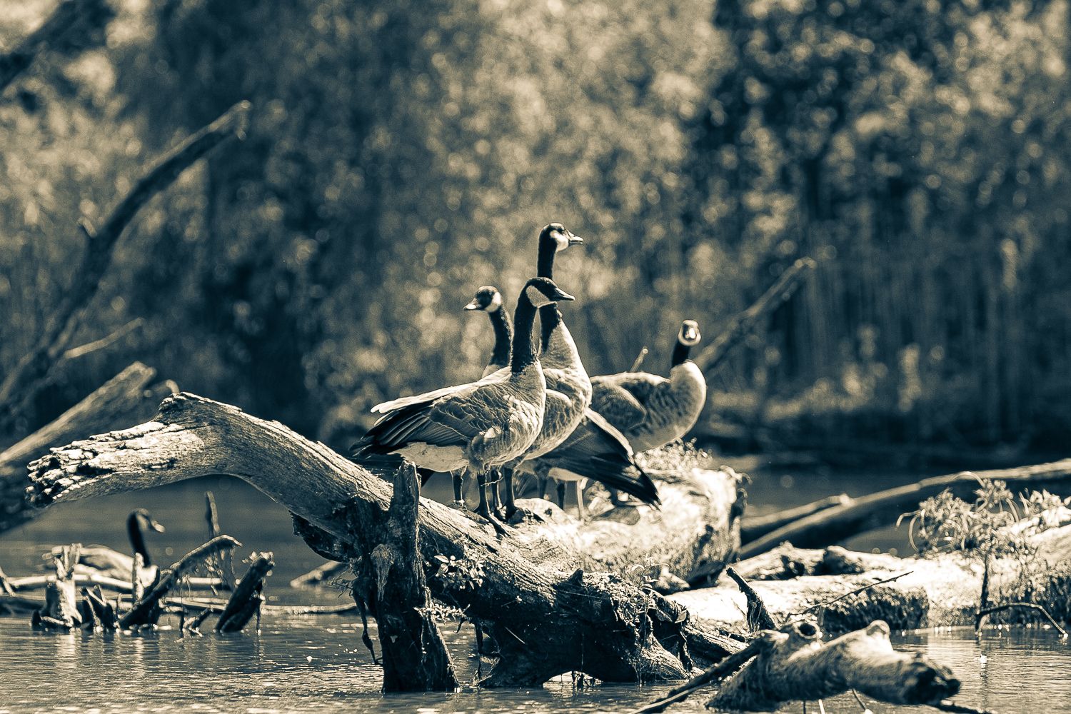 Black and White Photo of Geese sitting on floating trees on the Black River, Northern Ohio Northest