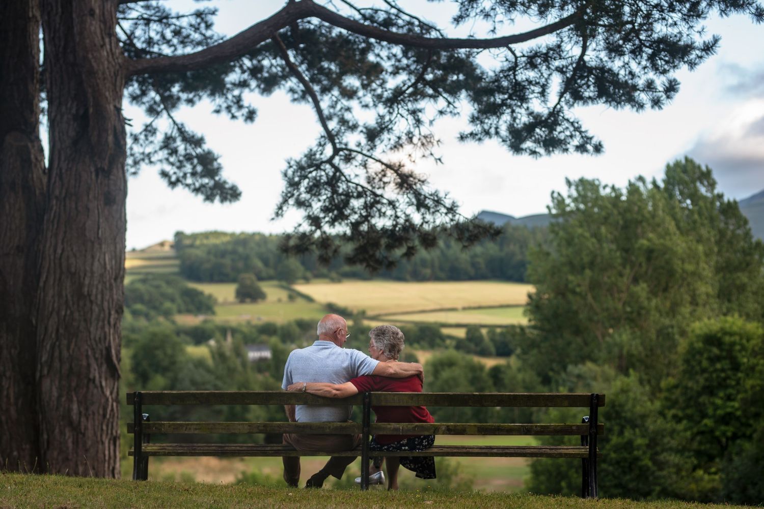 Peaceful scene of two people resting on a bench beneath tall pine trees.