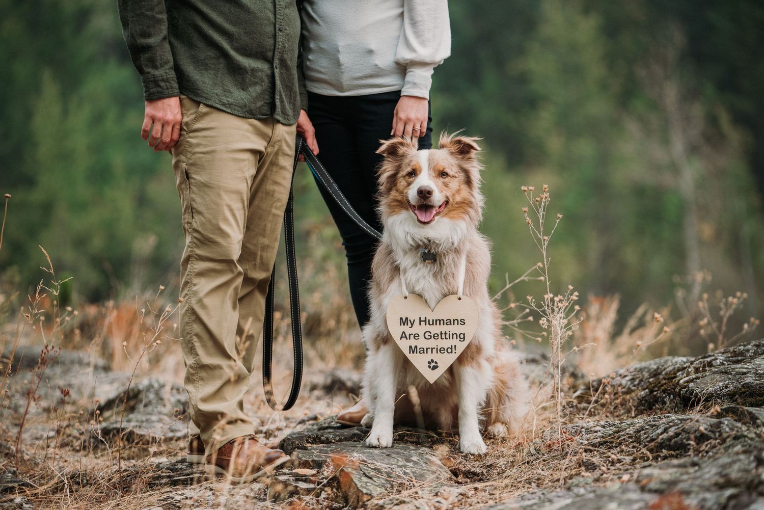 dog with a "my humans are getting married" sign hanging around its neck