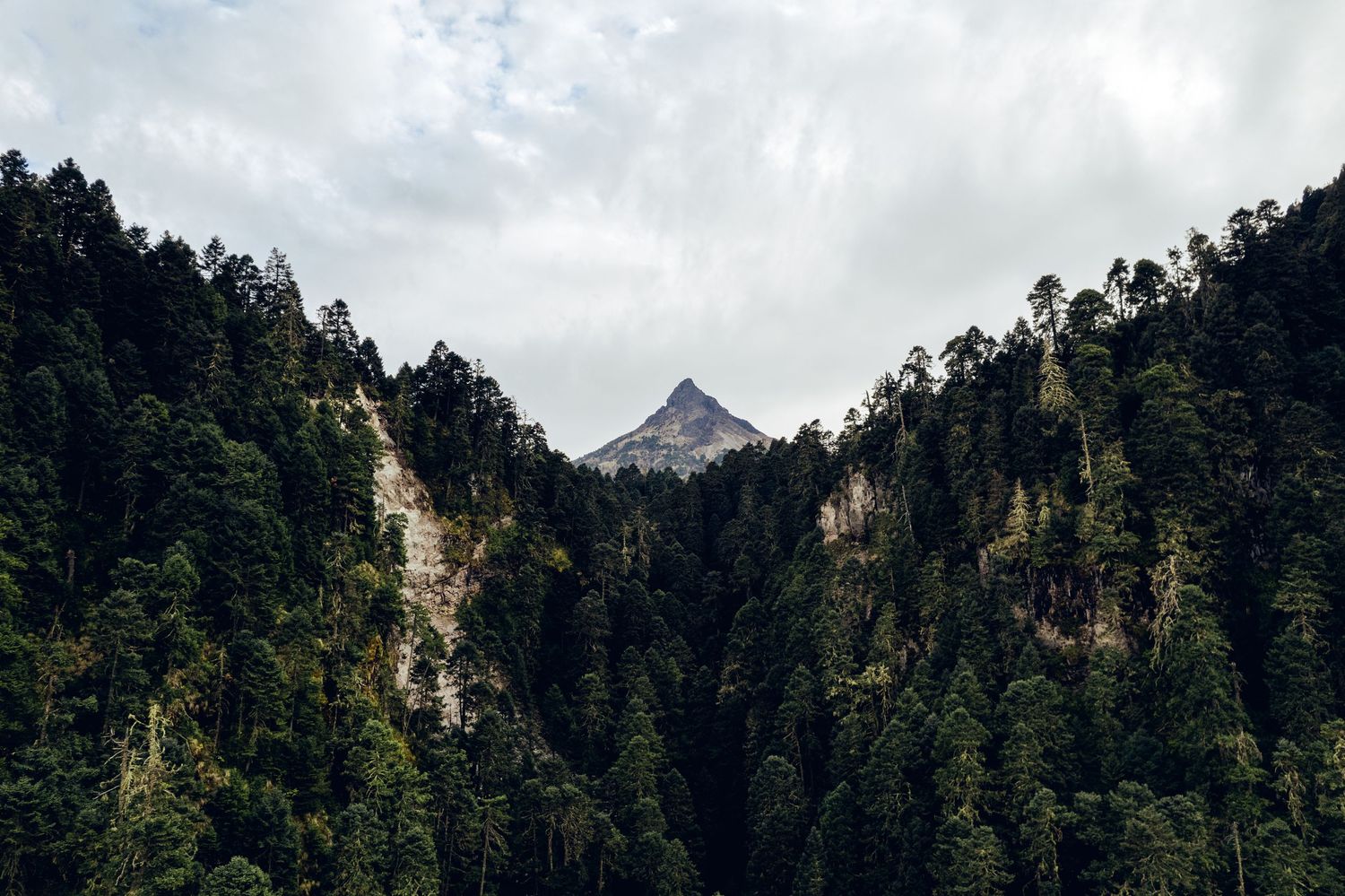 Panoramic mountain landscape with evergreen forest and peaks under cloudy sky.