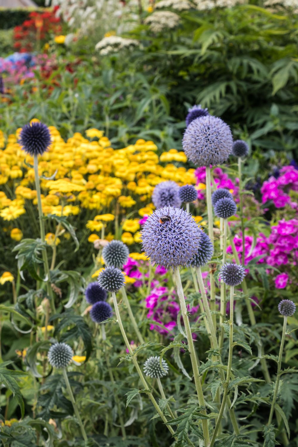 Summer herbaceous border