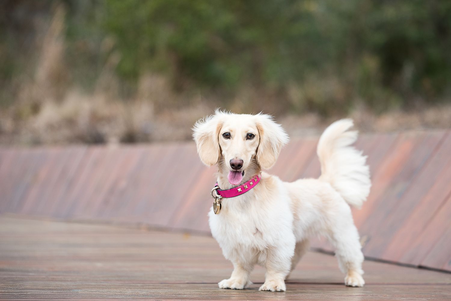 English cream dachshund in Memorial Park Houston