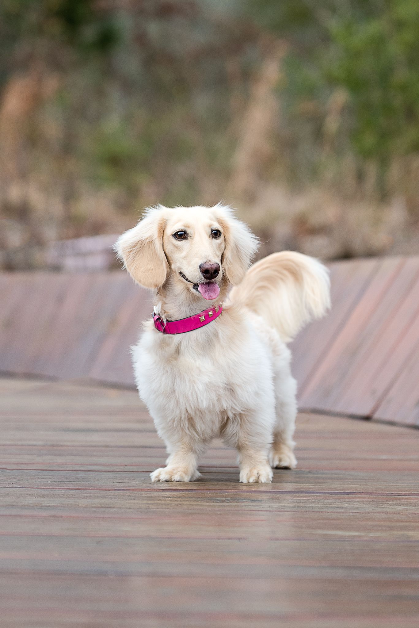 English cream dachshund in Memorial Park Houston
