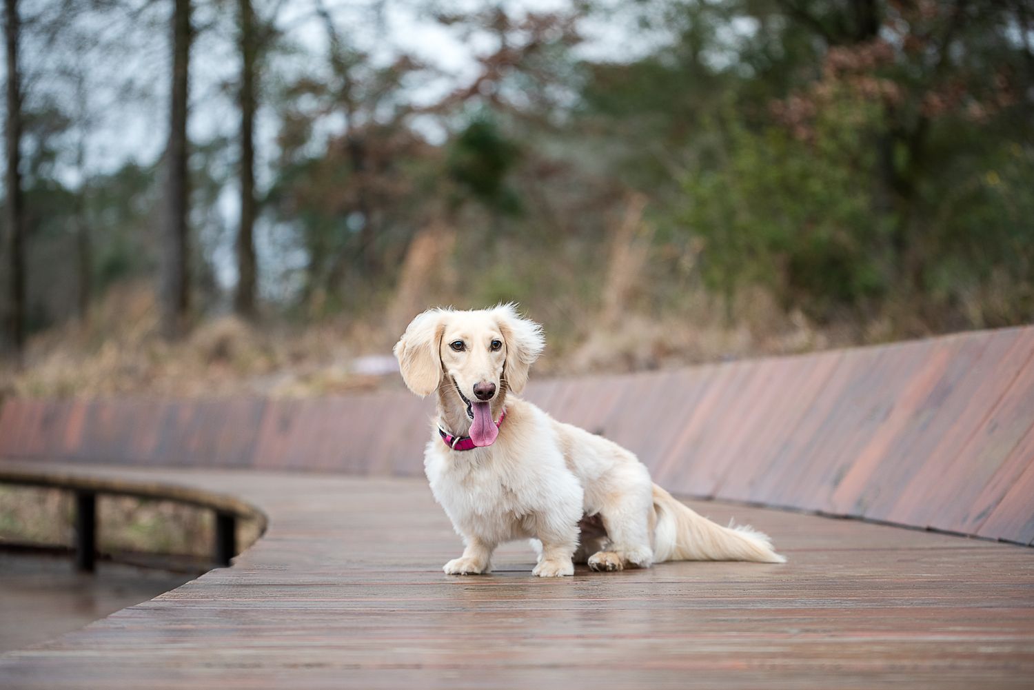 English cream dachshund in Memorial Park Houston