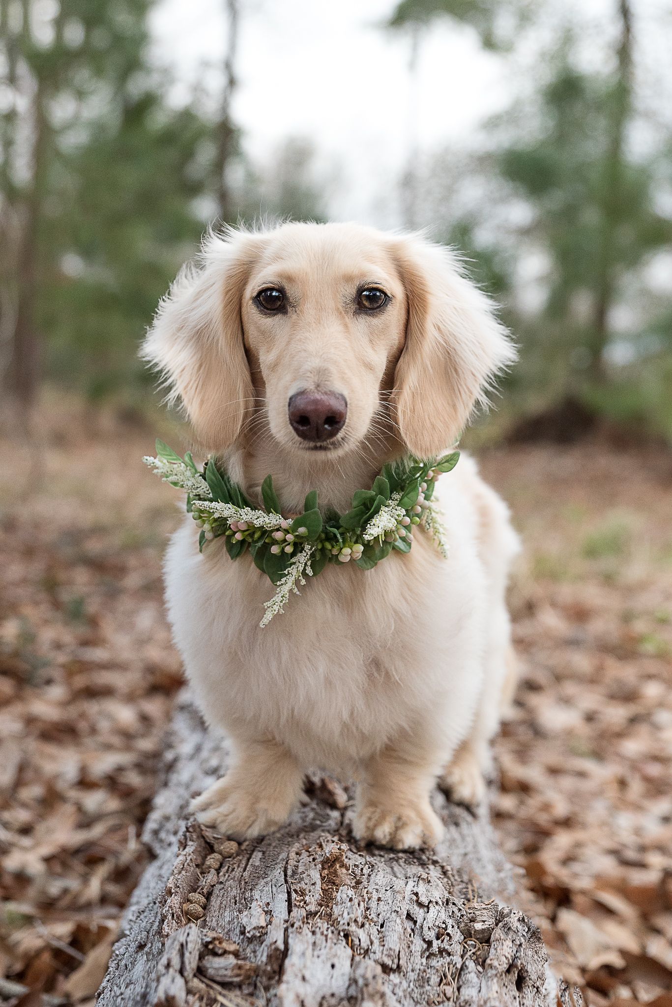 Longhaired dachshund standing on a log looking at camera