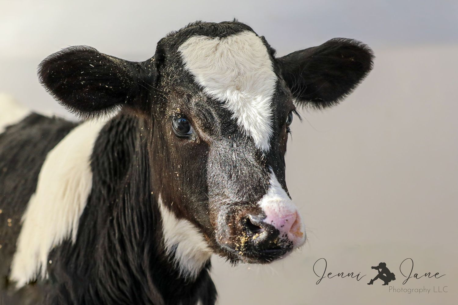 Close-up portrait of a black and white Holstein calf with distinctive facial markings.