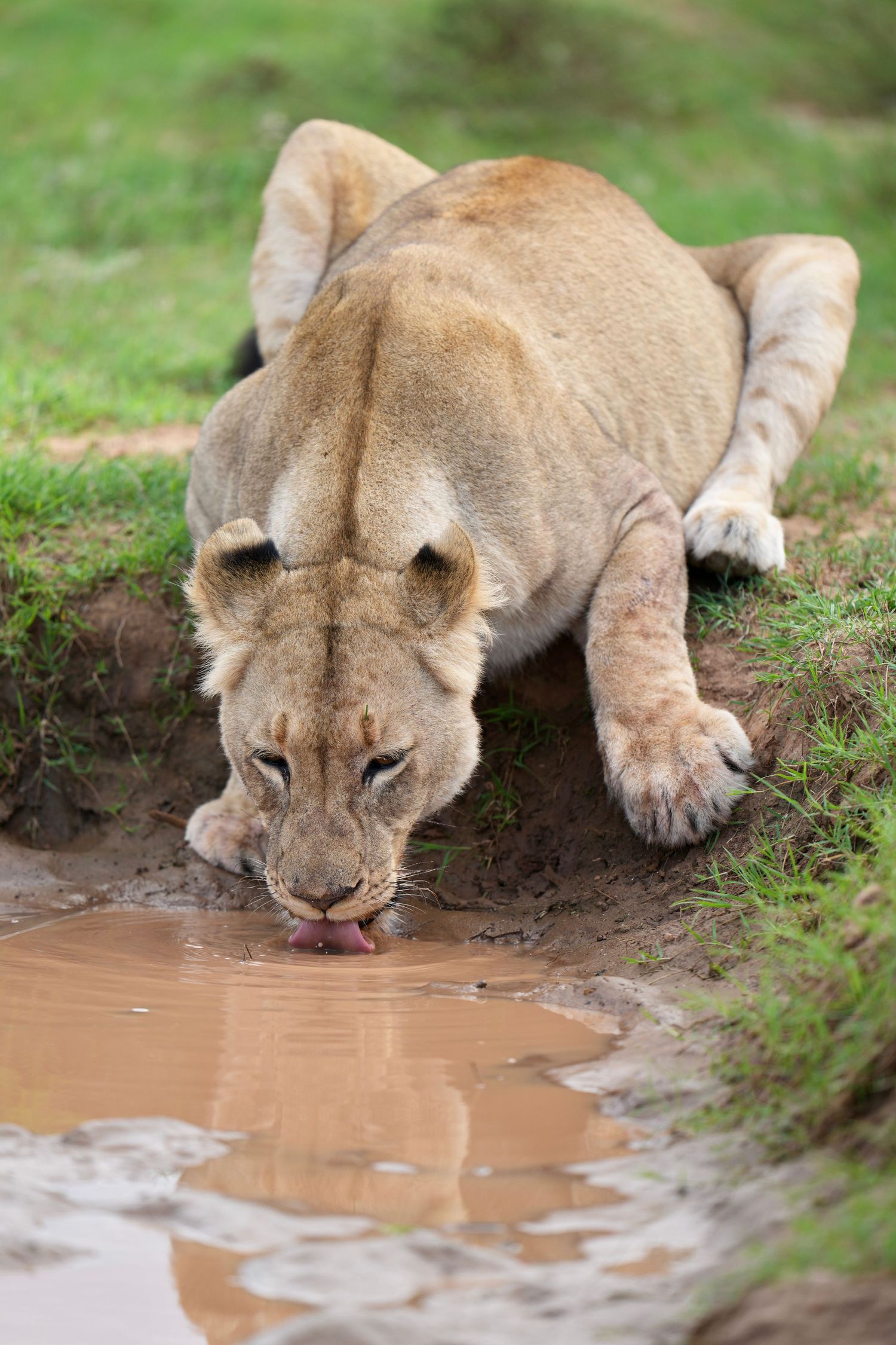 Lioness drinking water from a muddy puddle while crouching down.