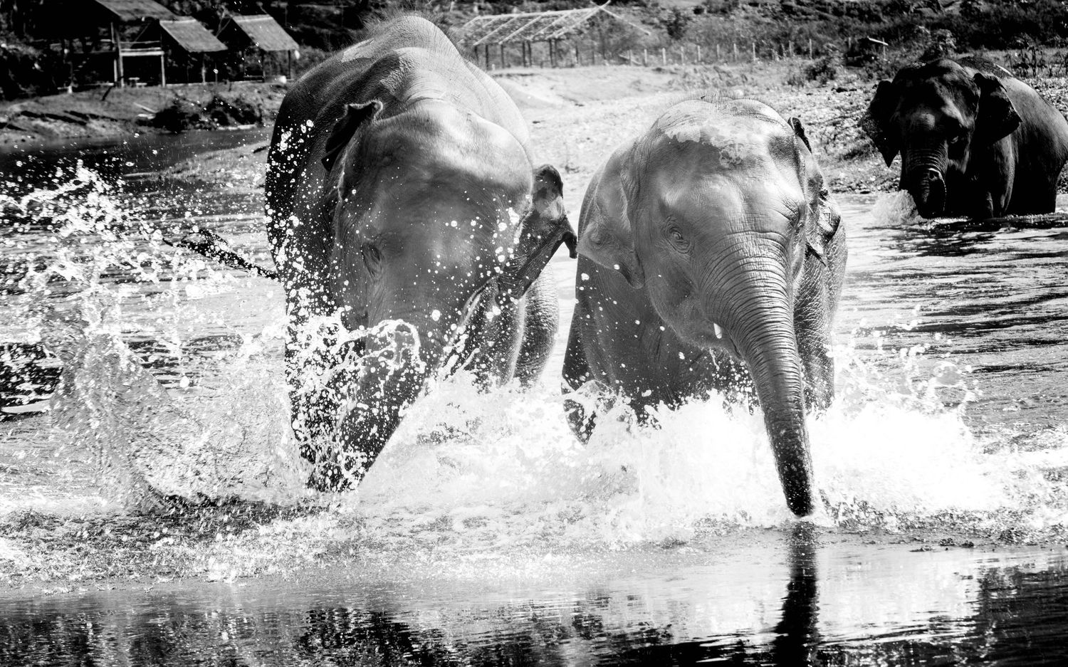 Young rescued elephants charge an play in rivers of northern Thailand