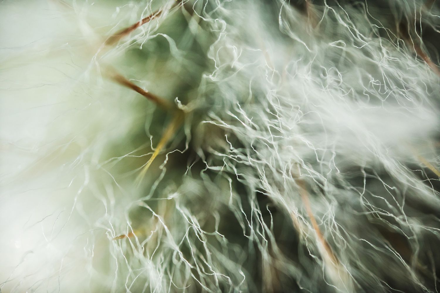 Abstract macro photograph of white wispy textures against pale green background.