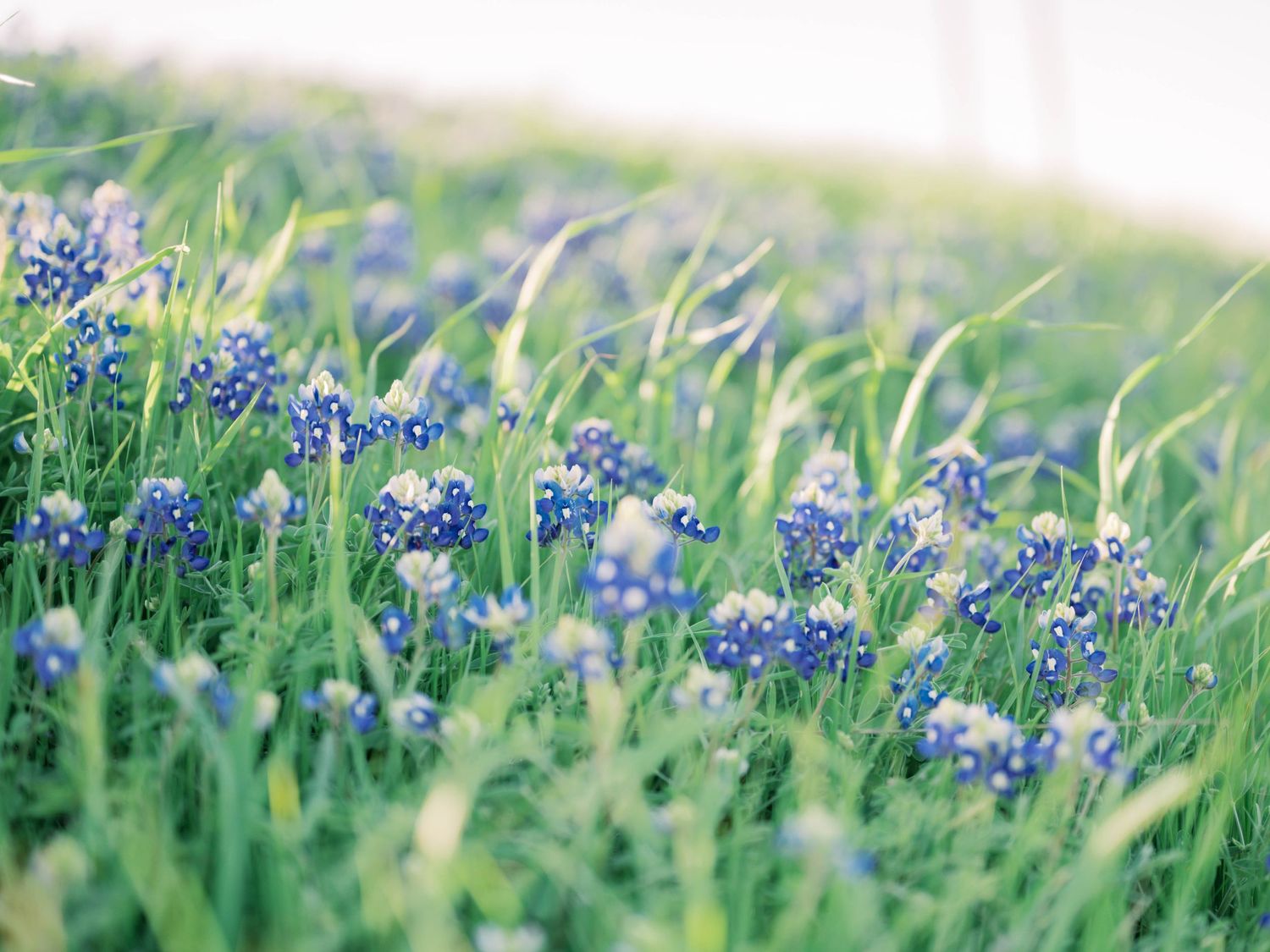 Bluebonnets