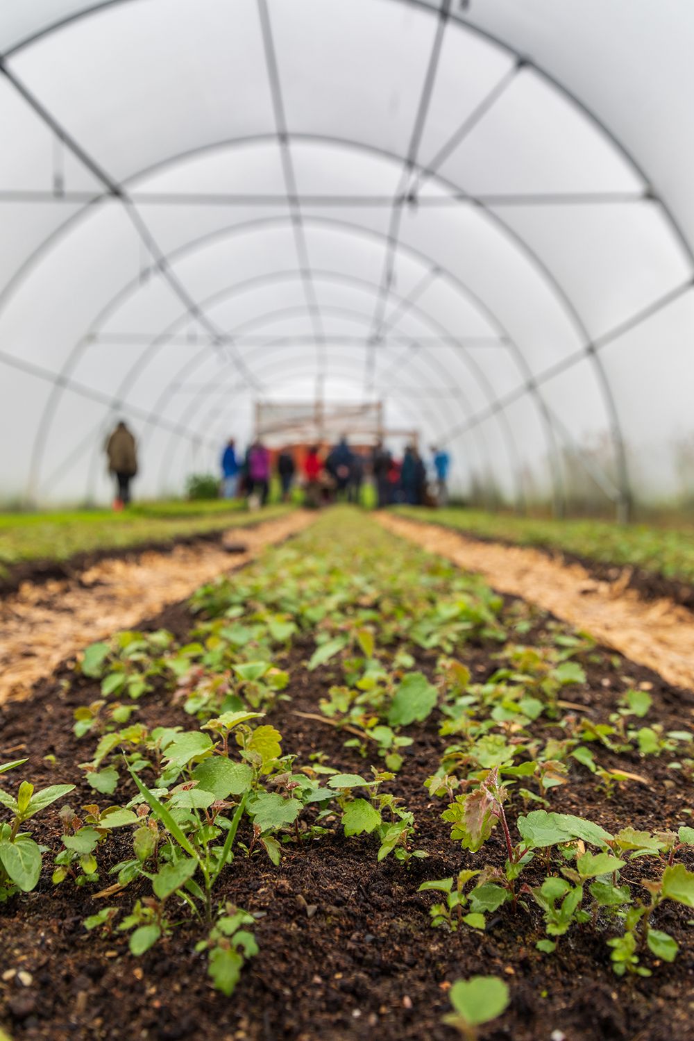 Hometree charity organisation's summer school event Ardnaculla. people standing in the greenhouse looking at plants