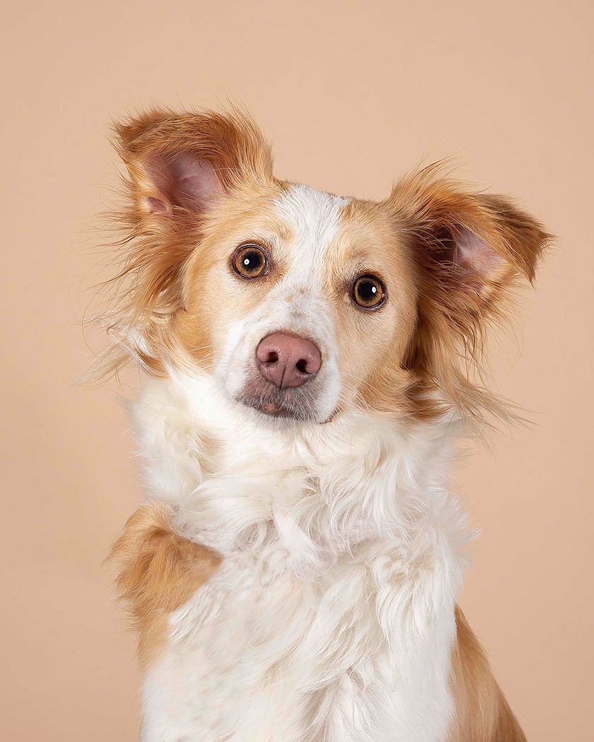 Rescue dog in photographic studio by Lucy Reeve Dog Photographer