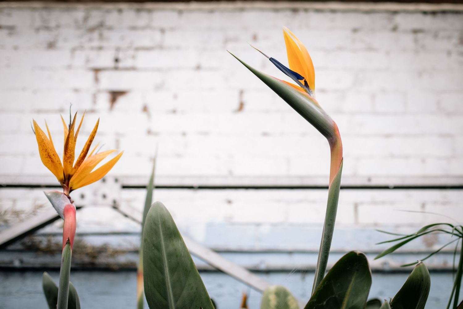 Two vibrant orange bird of paradise flowers against weathered white wooden background.
