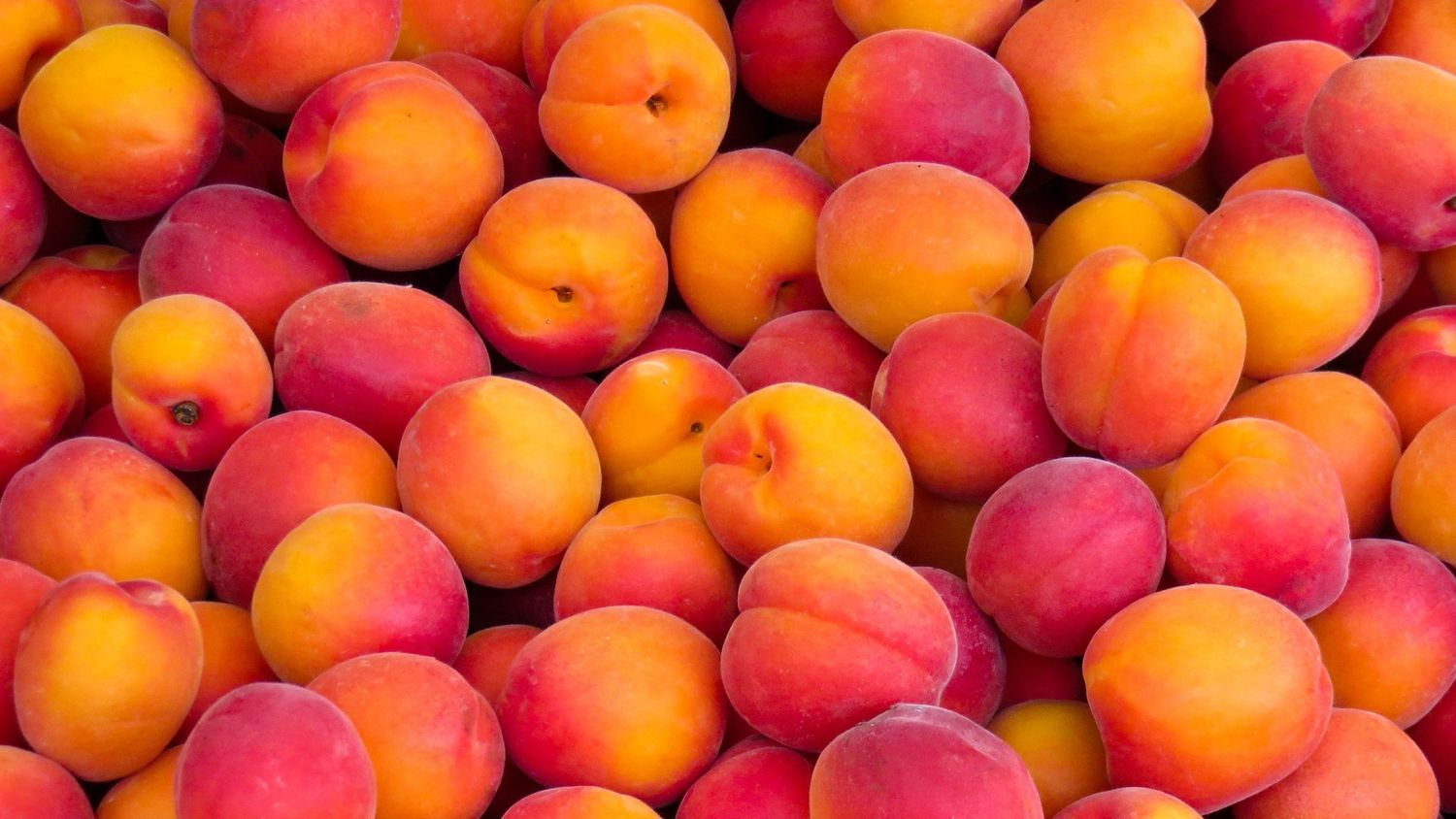 Upick Peaches