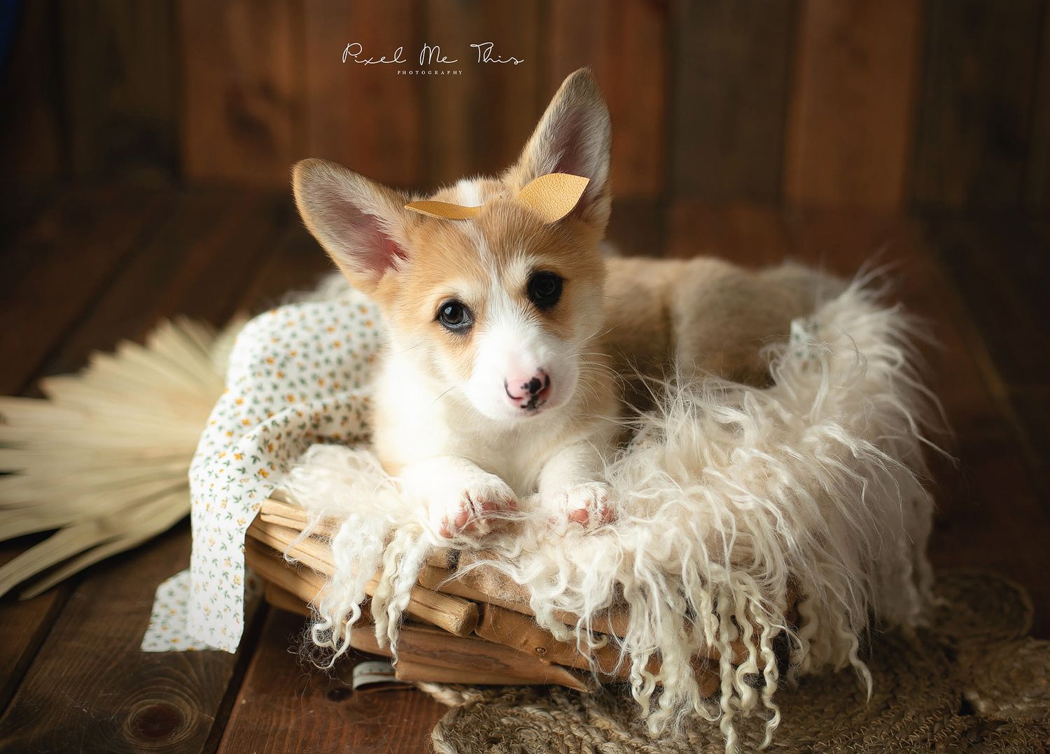 A Corgi puppy in a prop. Greenville SC Boudoir, Easley SC Boudoir, Upstate SC boudoir