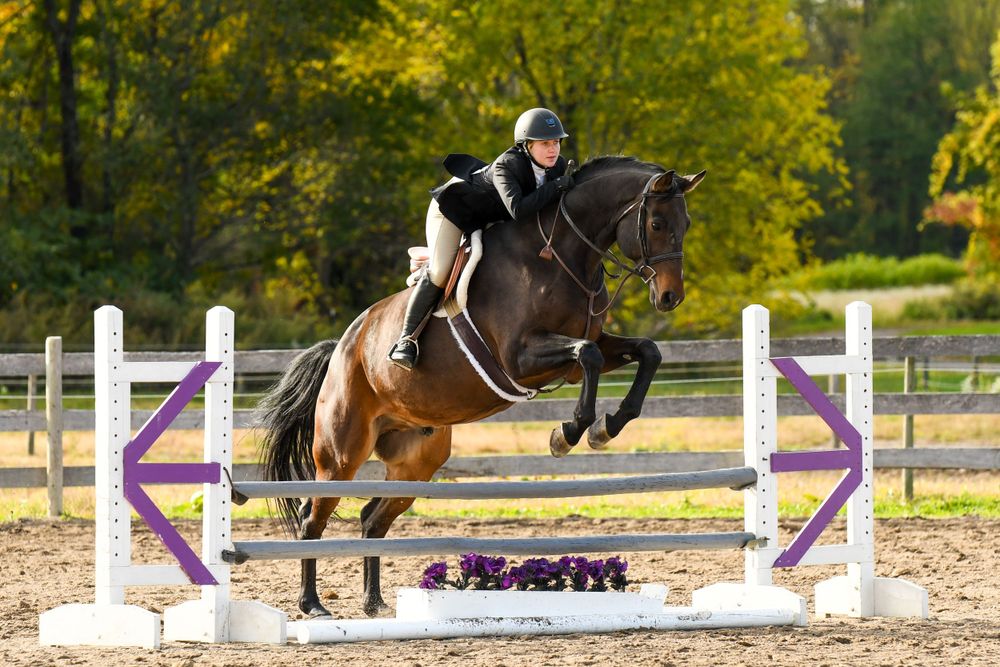 Buffalo and WNY Horse Show Photographer Buffalo, WNY Horse and Pet