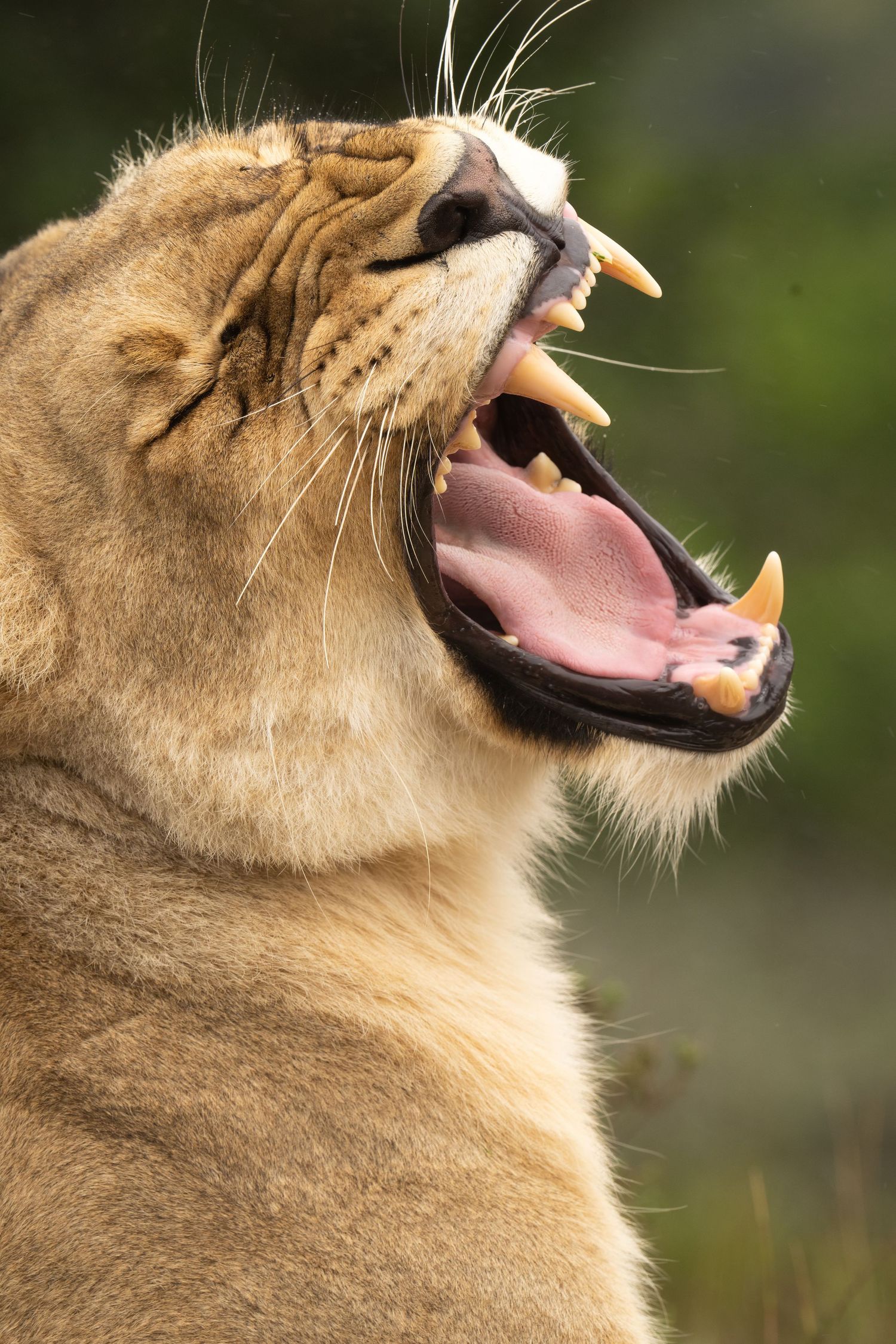 Sequential photos of a lioness yawning and showing teeth in natural lighting.