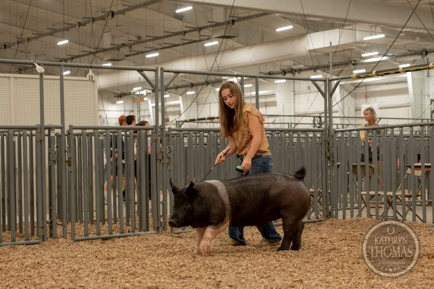 Black and white show pig being walked on sawdust in a livestock pen with metal gates.