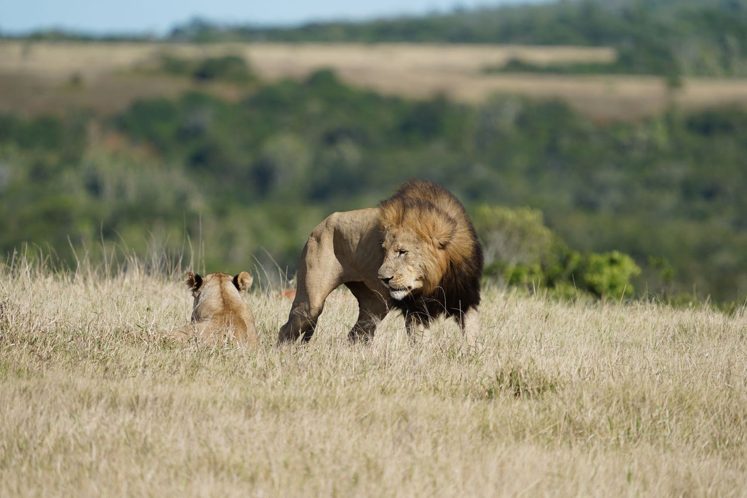 Adult male lion and cub walking through tall grass in African savanna.