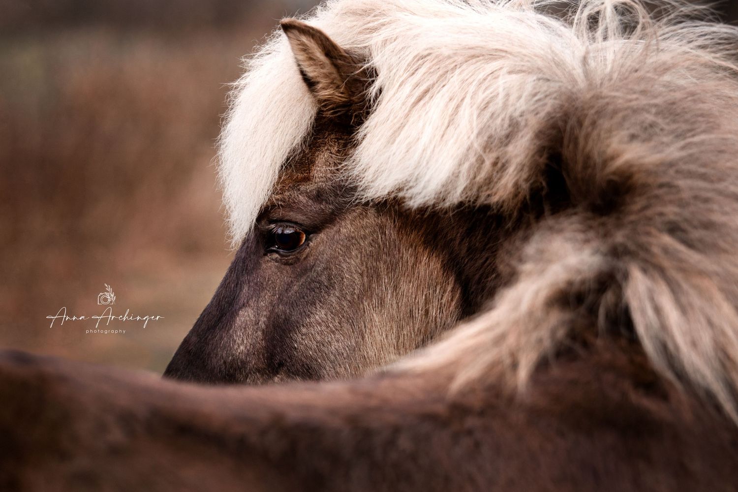 Close-up portrait of a brown horse with white mane showing one eye.