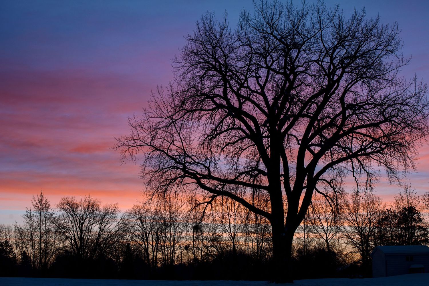 Majestic tree silhouetted against a vibrant orange and purple sunset sky.
