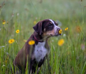 Lifestyle outdoor photography puppy smelling flowers – Tampa outdoor dog photographer