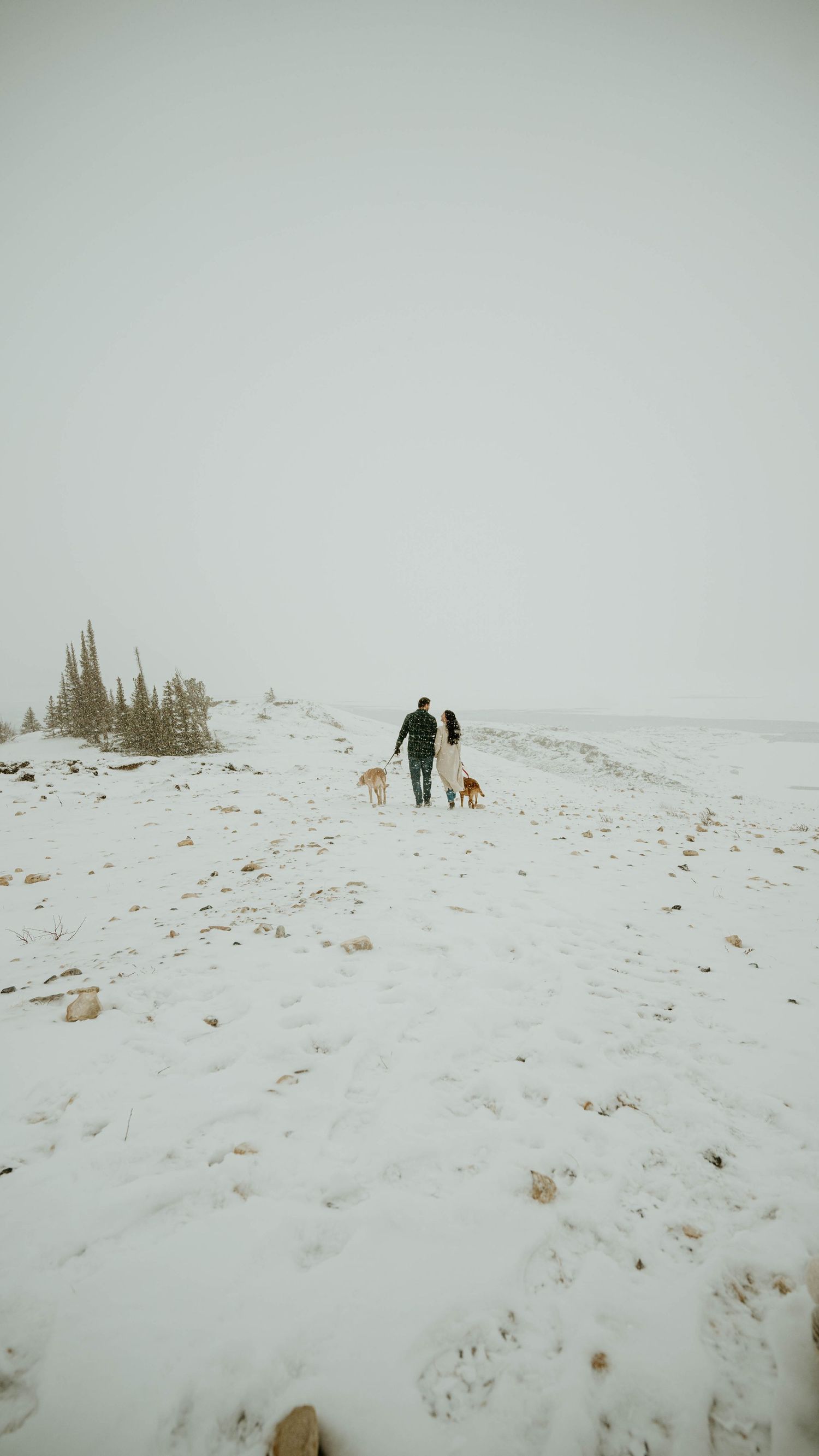 Two people walking with their dogs on a snow-covered hill with evergreen trees in the distance.