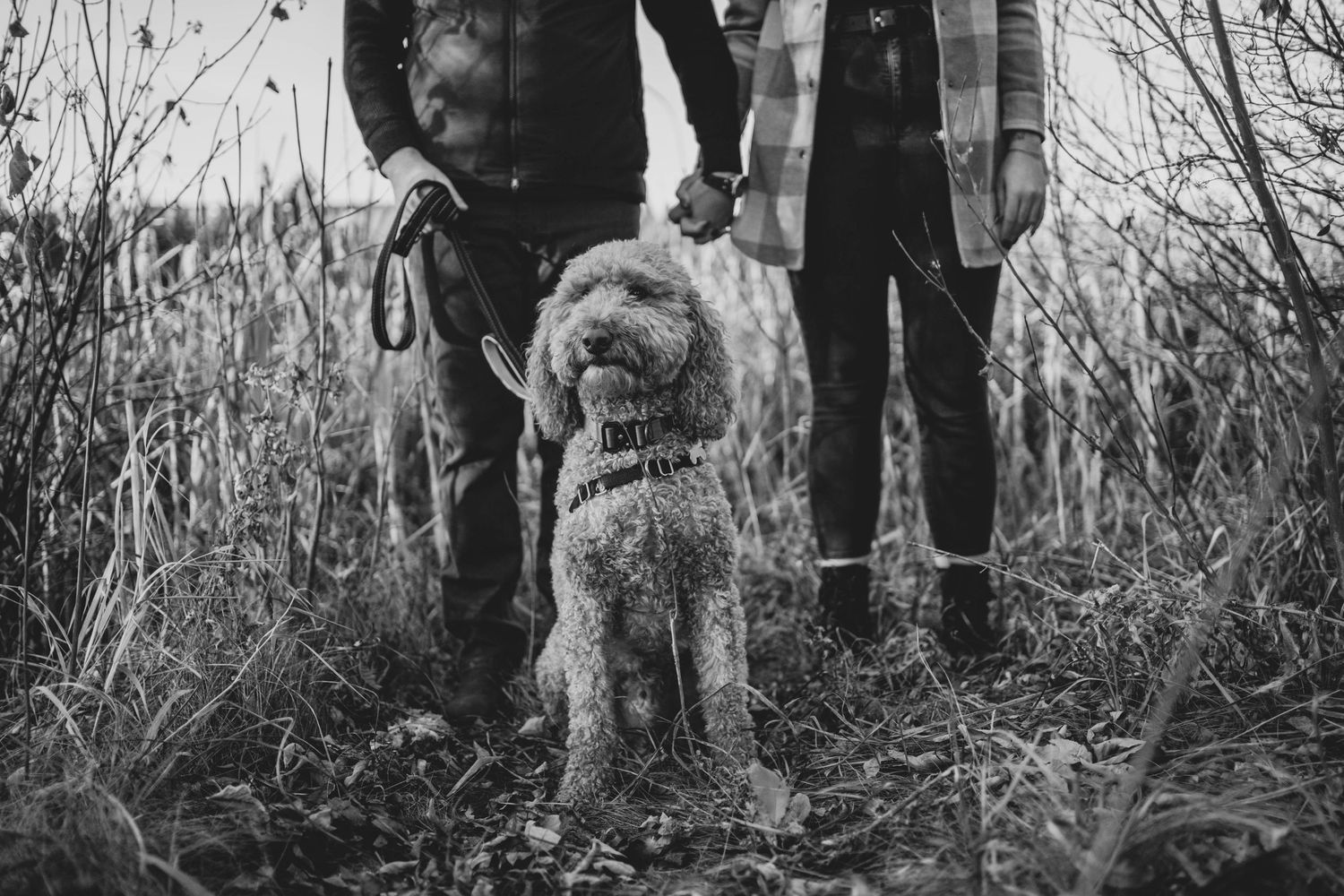 A fluffy dog stands with its owners among tall grass on a nature trail.
