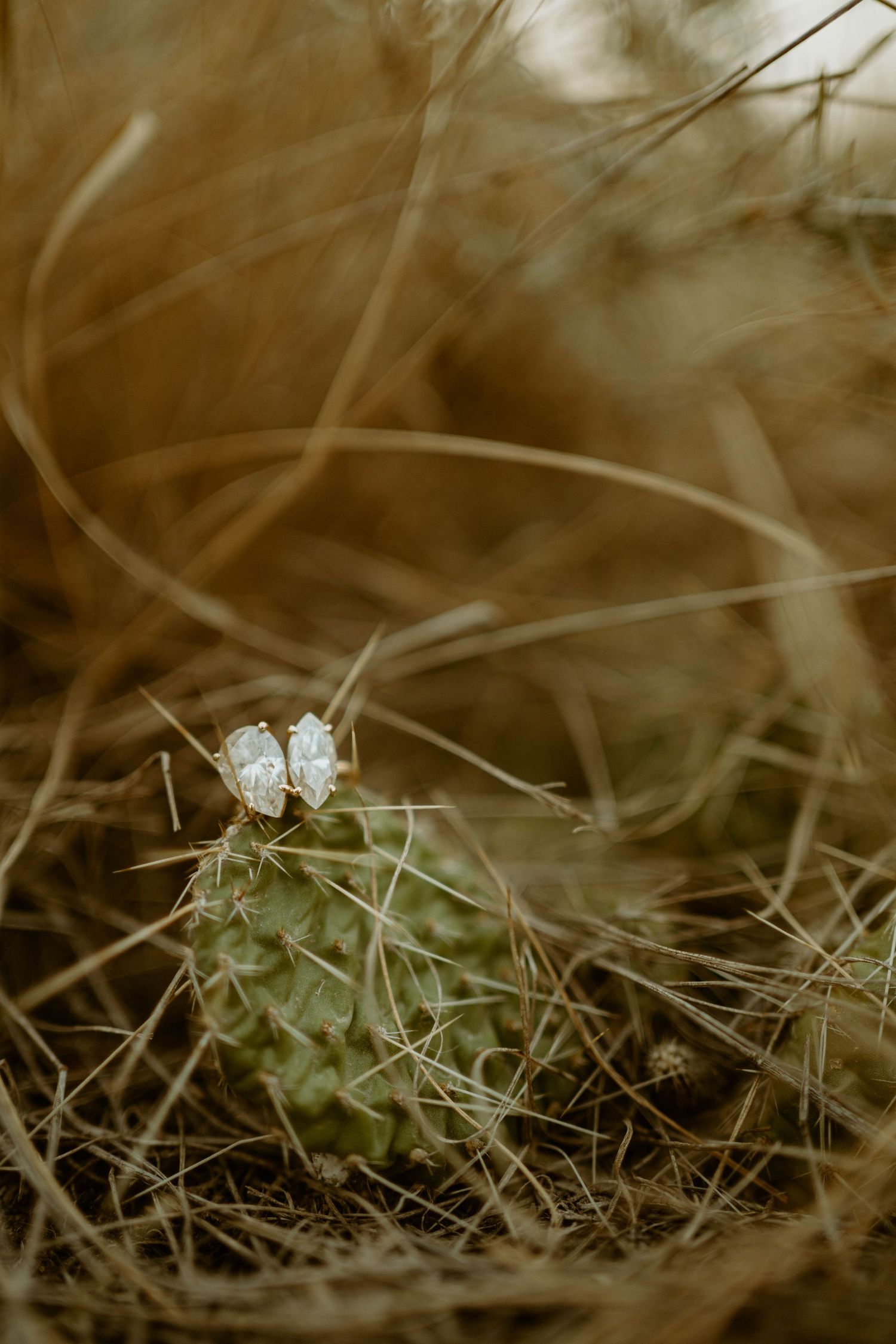 Close-up of delicate white desert flower growing among dry brush in sepia tones in Drumheller, Alberta.