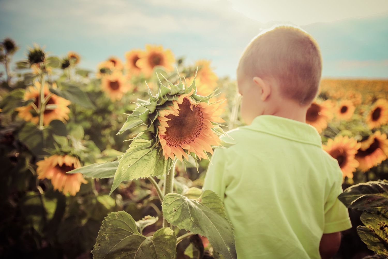 sunflower_playtime_shoot_michigan
