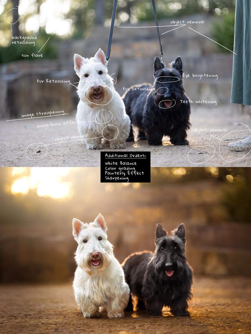 Two Scottish Terrier dogs, one black and one white, sitting together at sunset.