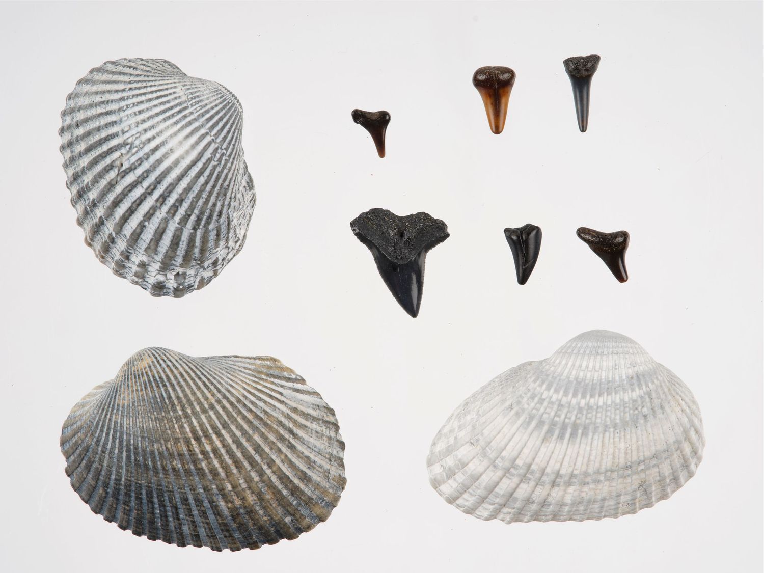 found South Carolina Shells and sharks teeth
©Photography by John Talbert LLC
