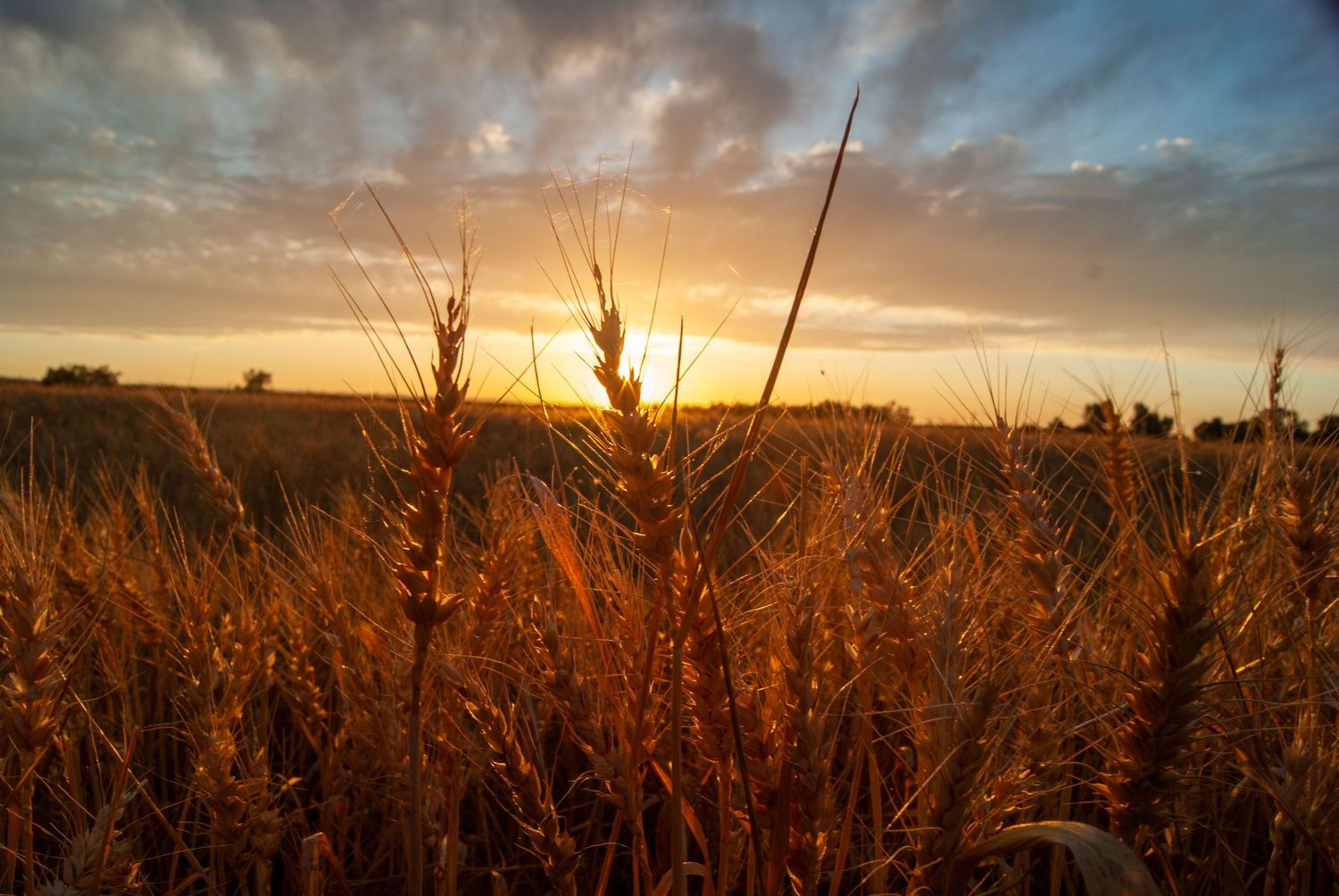 California Wheat Field