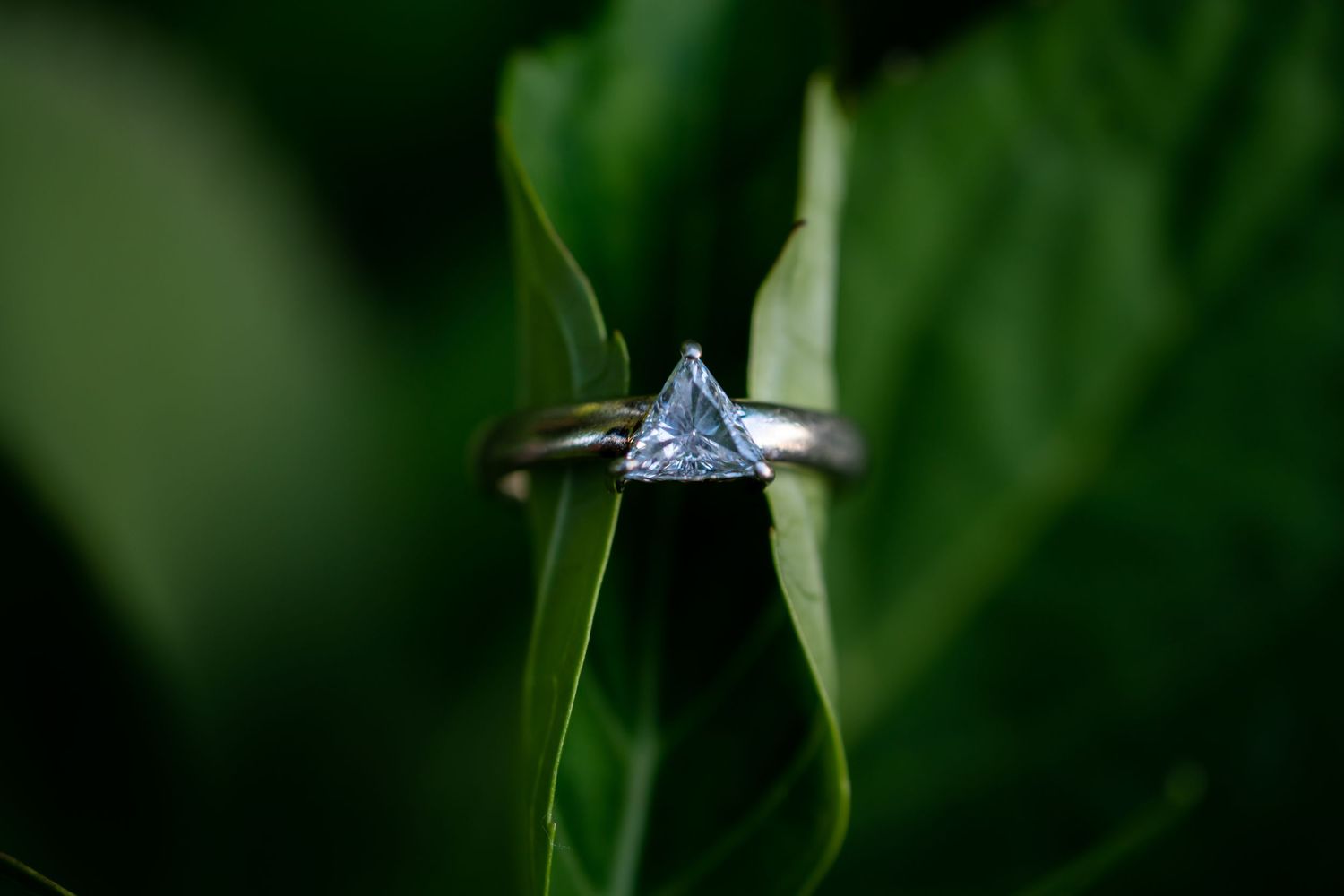 Macro shot of diamond engagement ring among green leaves.