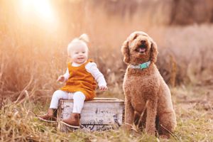 Baby and golden retriever dog playing together outdoors in golden sunset light.