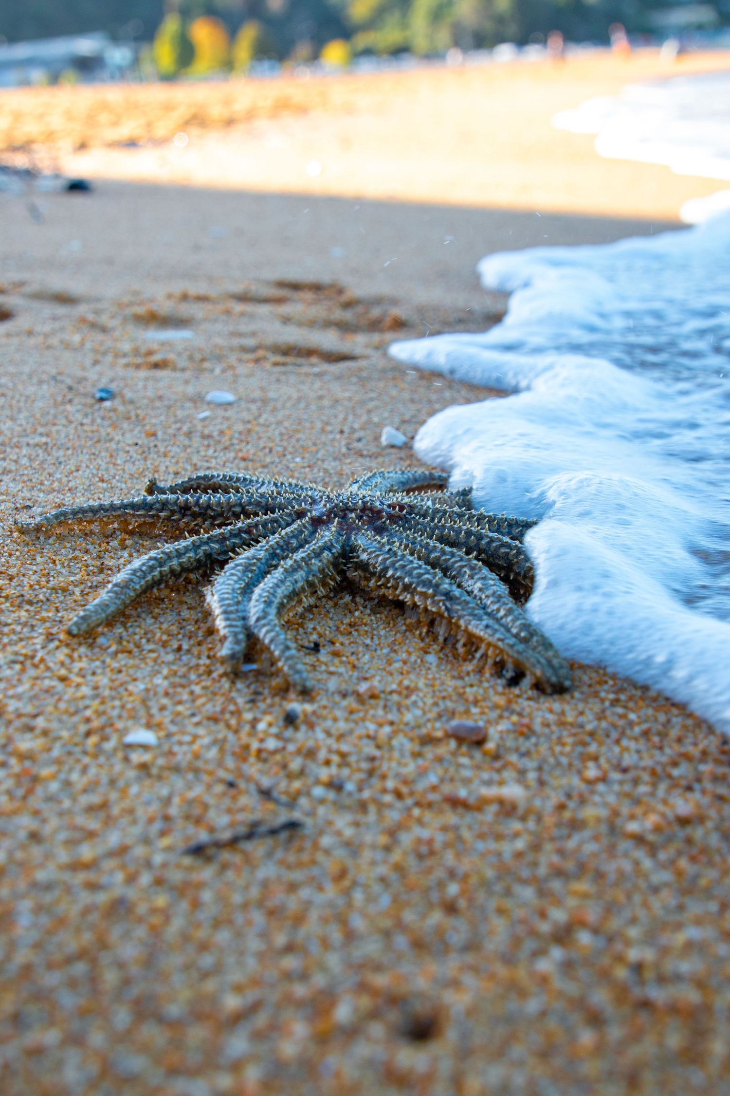 Seaweed strands lie tangled on the wet sand as gentle waves roll in behind them.