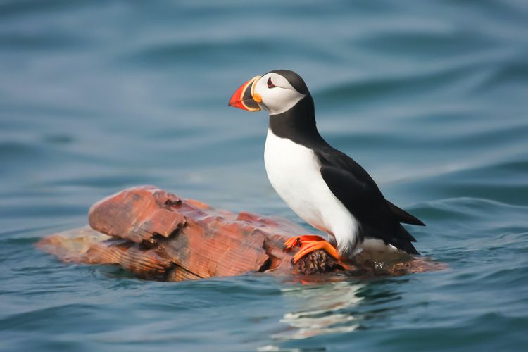 Atlantic puffin with colorful bill stands on log in water near Machias Seal Island Maine