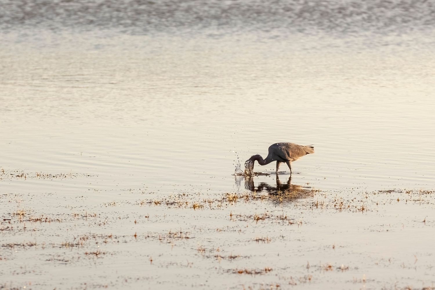 Little Blue Heron striking into the water with a splash for food in the Tiger Tail Beach Lagoon at sunset on Marco Island, Florida