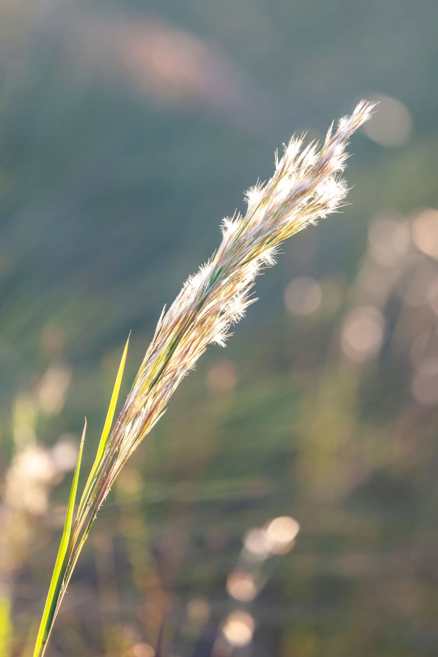 beach grasses with fuzzy seeds backlit by the sunset on Marco Island, Florida