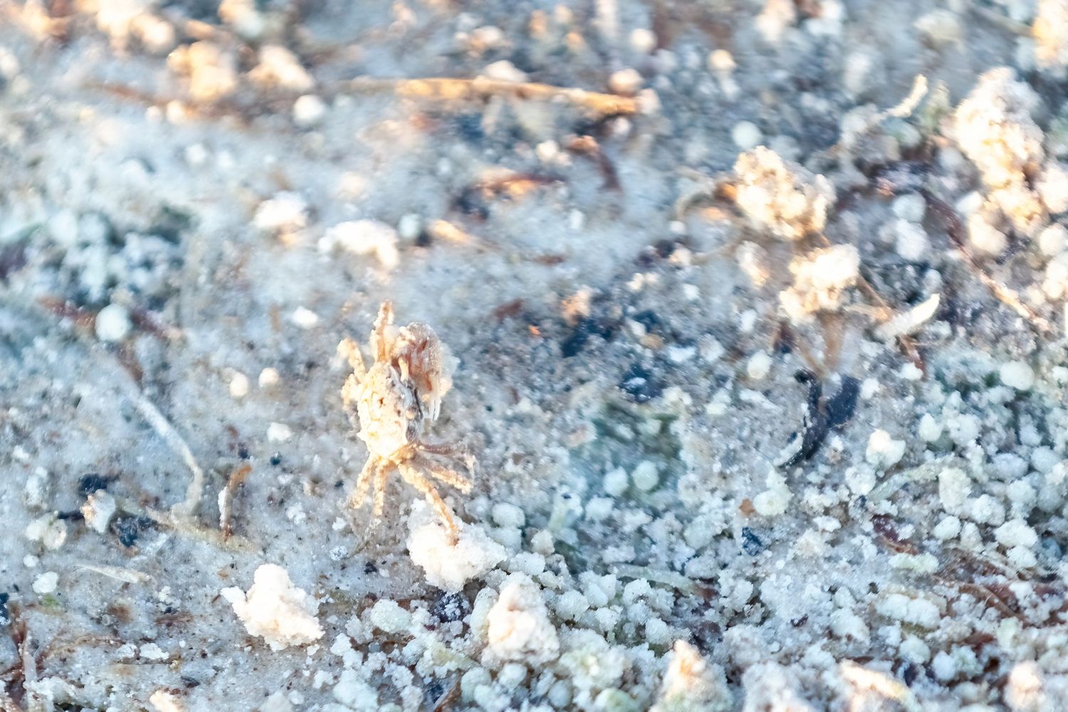 tiniest ghost crab blending in with the sandy beach on Marco Island, Florida